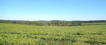 Té argentino en hebras enteras premium