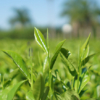Día Internacional del Té