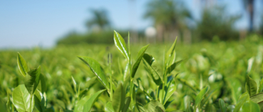 El Día Internacional del Té