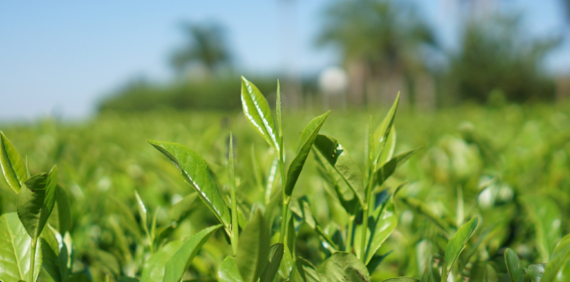 El Día Internacional del Té